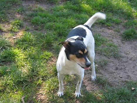 Dansk svensk gaardhund Anton - Lækker godbid.. billede 3