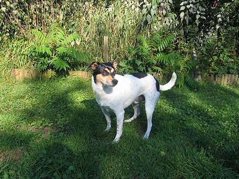 Dansk svensk gaardhund Anton - er jeg ikke smuk!! billede 4