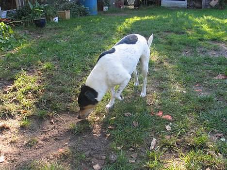 Dansk svensk gaardhund Anton - Hvem har stået her?? billede 5