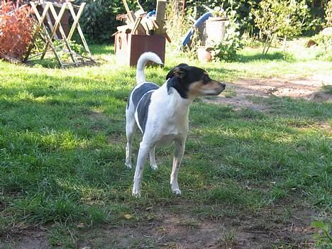 Dansk svensk gaardhund Anton - Hvem er det?? billede 6