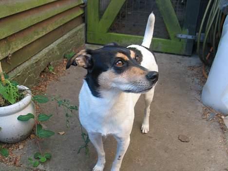 Dansk svensk gaardhund Anton - Snif Snif!! billede 7