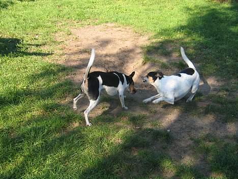 Dansk svensk gaardhund Anton - Hey ikke benet.. billede 9