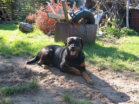 Rottweiler Ippon - Jeg gider ikke mere.. billede 1