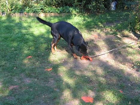 Rottweiler Ippon - Nu har jeg dig boldt, eller der er tilbage af den. billede 3