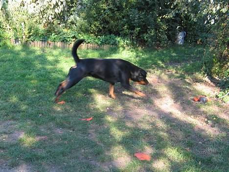 Rottweiler Ippon - Ikke noget med at stikke af du! billede 4