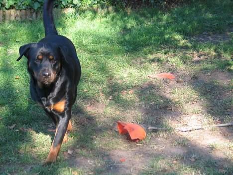 Rottweiler Ippon - ØV! du vinder boldt. billede 5