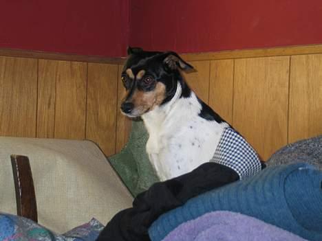 Dansk svensk gaardhund Plet - Lige op i vasketøjet. billede 10