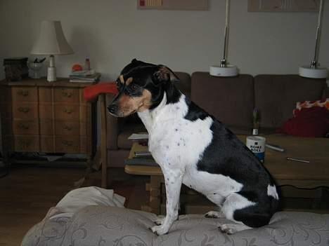 Dansk svensk gaardhund Plet - Jeg har en god balance. billede 11