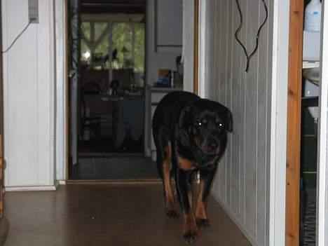 Rottweiler Ippon - Nu kommer den super "hurtige" hund billede 6