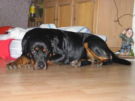 Rottweiler Ippon - Søvnig?? billede 7