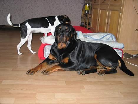 Rottweiler Ippon - Tager sig lige en slapper billede 8