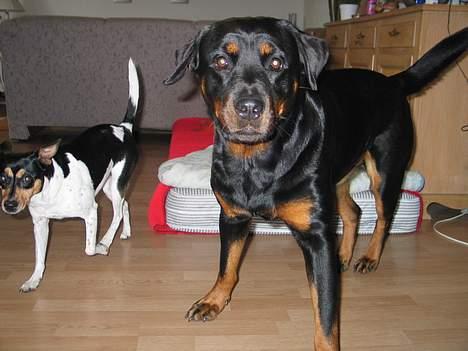 Rottweiler Ippon - Nu SKAl vi alser lege!!! billede 9