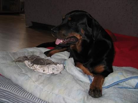 Rottweiler Ippon - Dejlige boldt, skønne boldt. billede 10