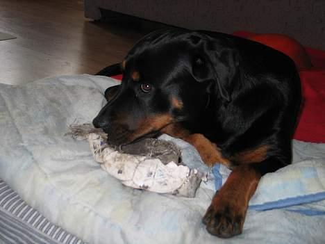 Rottweiler Ippon - Jeg elsker min boldt. billede 11