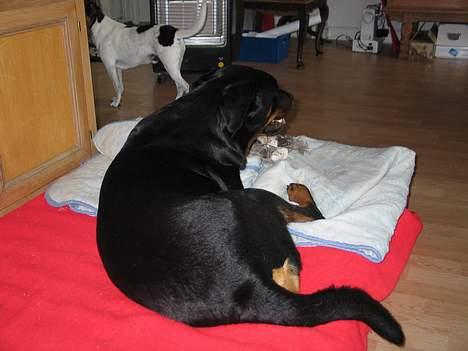 Rottweiler Ippon - Lad nu vær med at kigge på mig.. billede 12