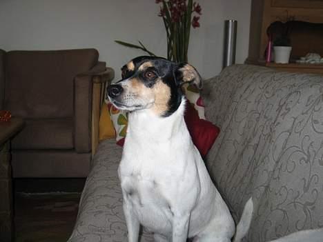 Dansk svensk gaardhund Anton - Kigger på fugle billede 10