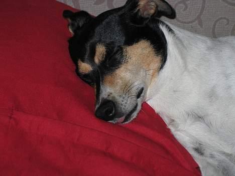 Dansk svensk gaardhund Anton - Han drømmer, det lille pus. billede 11