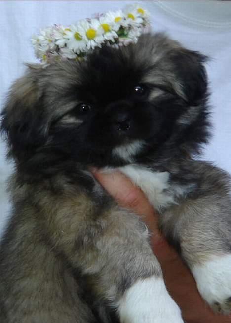 Tibetansk spaniel A-La-Dina ( Dina ) - Dejlige Dina billede 1