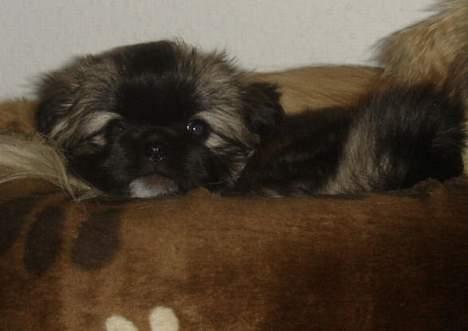 Tibetansk spaniel A-La-Dina ( Dina ) - Jeg vil gerne sove.... billede 2