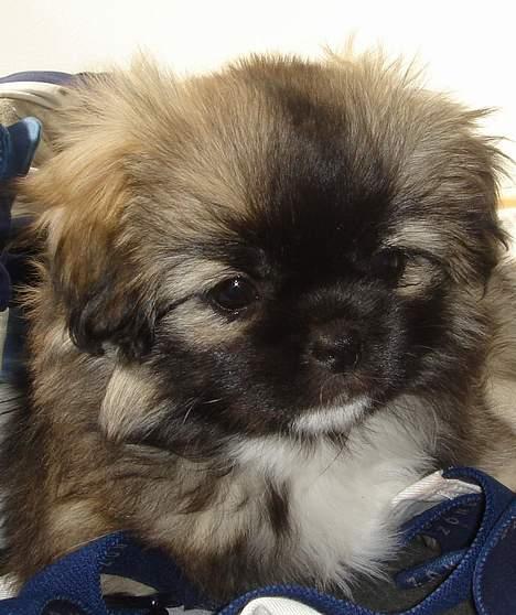 Tibetansk spaniel A-La-Dina ( Dina ) - Er hun ikke bare sød? billede 3