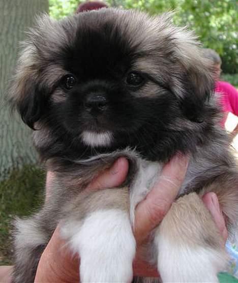 Tibetansk spaniel A-La-Dina ( Dina ) billede 4