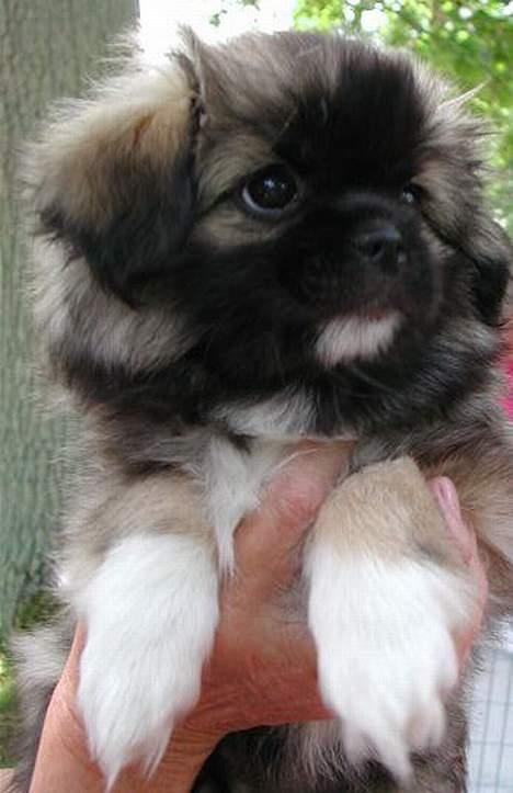 Tibetansk spaniel A-La-Dina ( Dina ) billede 5