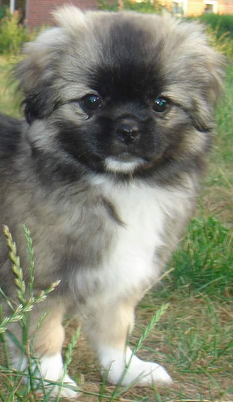 Tibetansk spaniel A-La-Dina ( Dina ) billede 6