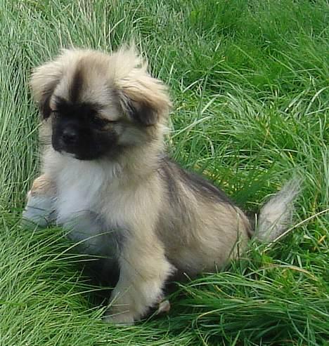 Tibetansk spaniel A-La-Dina ( Dina ) - De skulle tage og slå deres græs.  billede 7