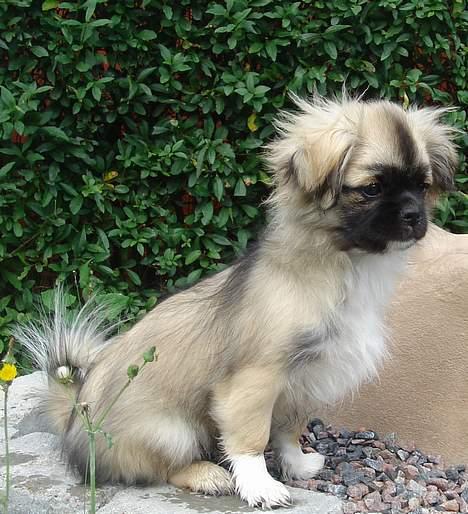 Tibetansk spaniel A-La-Dina ( Dina ) billede 8