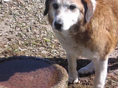 Blanding af racer Bobbi *død 27 April 07* - Elsker dig skat billede 10