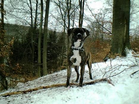 Amerikansk staffordshire terrier Chucky (1 Jan. 06) billede 9