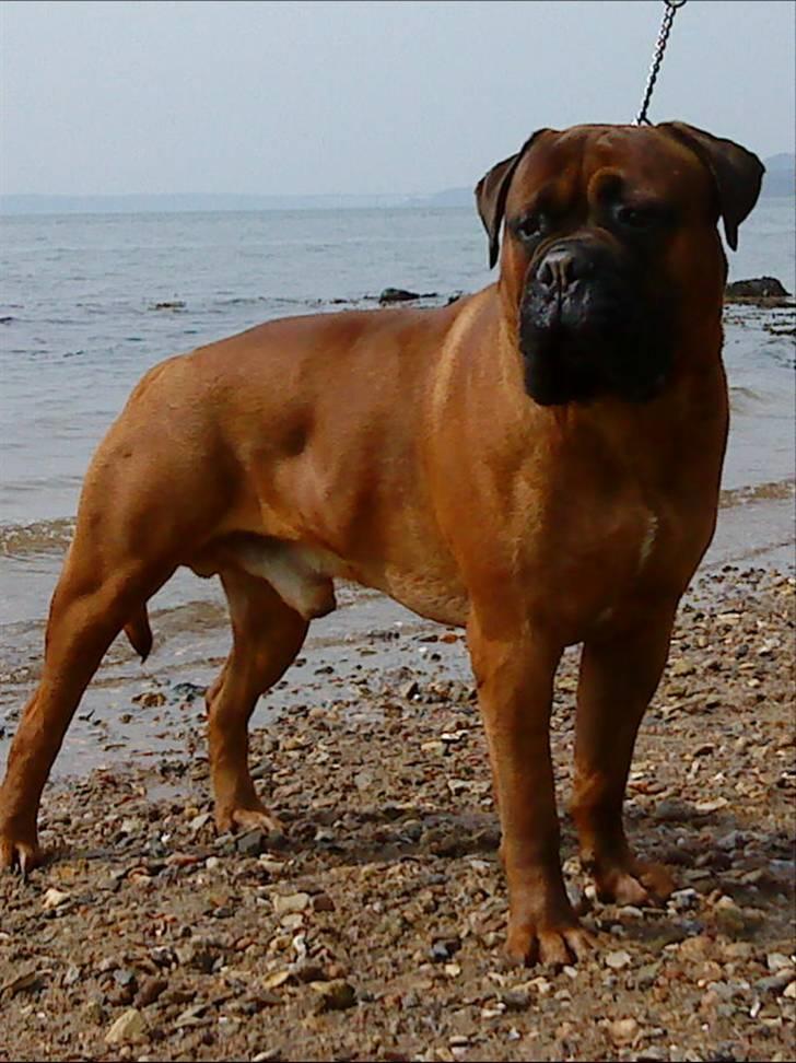 Bullmastiff Nero - På stranden, 20 mdr. billede 1