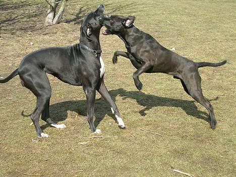 Blanding af racer Santos billede 6