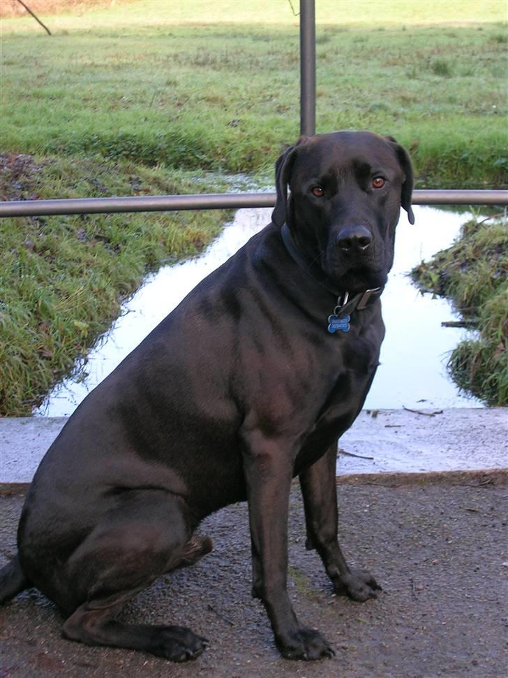 Blanding af racer Santos billede 7