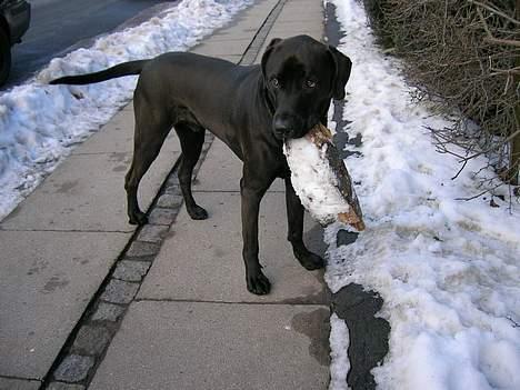 Blanding af racer Santos billede 8