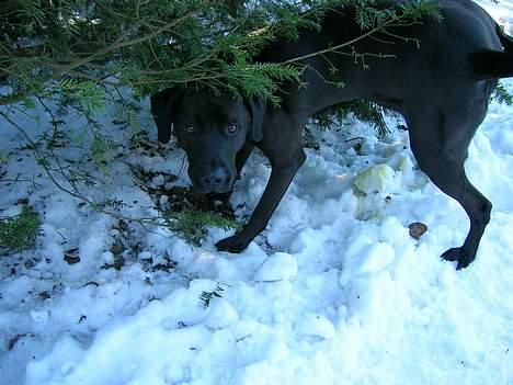 Blanding af racer Santos billede 9