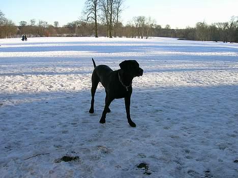 Blanding af racer Santos billede 10