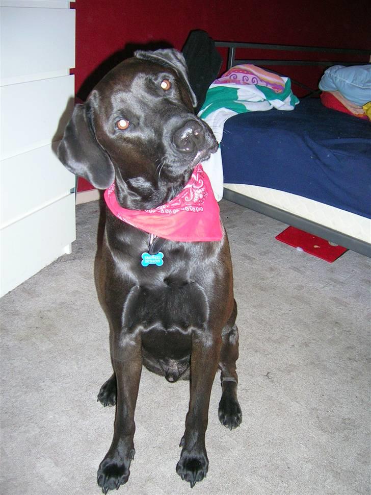 Blanding af racer Santos billede 12