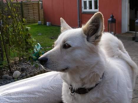 Blanding af racer Gaia - så er vi ved at se normal ud igen efter en hård fødsel! billede 13