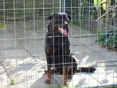 Rottweiler Tyson ( R.I.P 2/10-2013) - tyson i hundegården 2006 billede 17