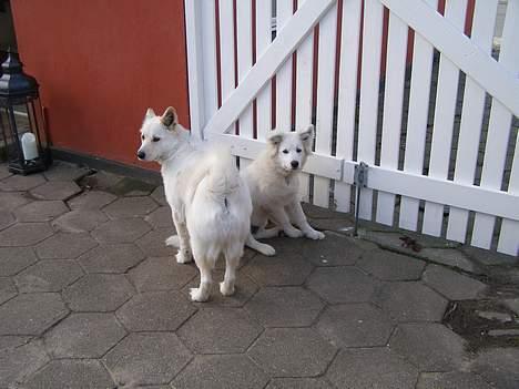 Blanding af racer Gaia - mor og søn ved udkigsposten! billede 14