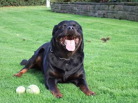 Rottweiler Tyson ( R.I.P 2/10-2013) - Tyson okt. 2006 billede 18