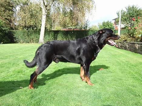 Rottweiler Tyson ( R.I.P 2/10-2013) - STÅ. okt 2006 billede 19