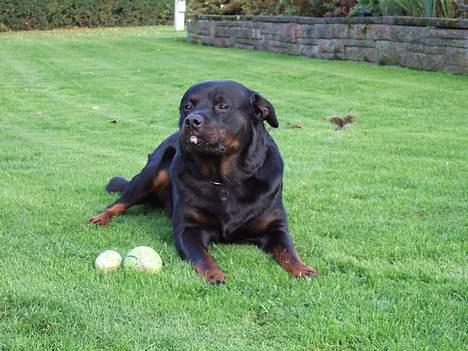 Rottweiler Tyson ( R.I.P 2/10-2013) - Tyson Oktober 2006 billede 20