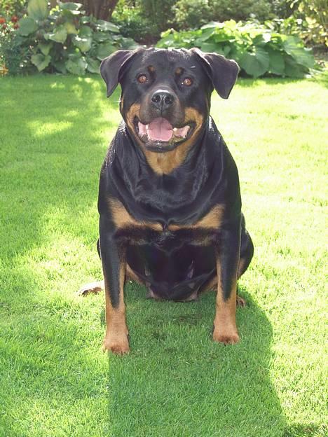 Rottweiler Clair (R.I.P 2010) - Clair oktober 2006 billede 18