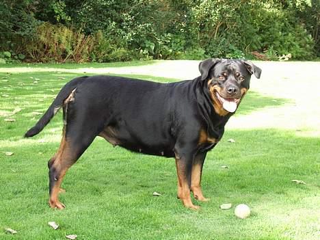 Rottweiler Clair (R.I.P 2010) - clair okt. 2006- med hvalpe i maven :O) billede 19