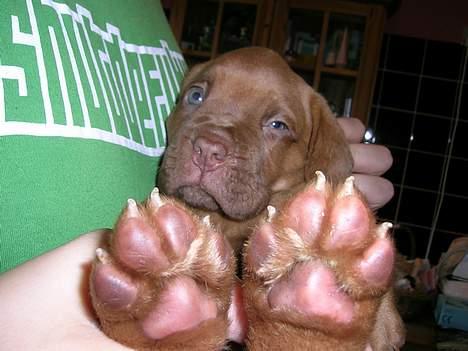 Dogue de bordeaux Balder *DØD* billede 5