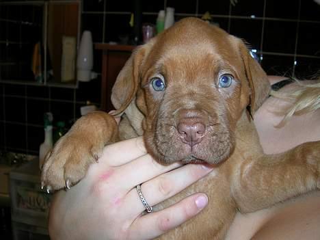 Dogue de bordeaux Balder *DØD* billede 6