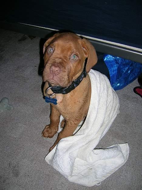 Dogue de bordeaux Balder *DØD* billede 7