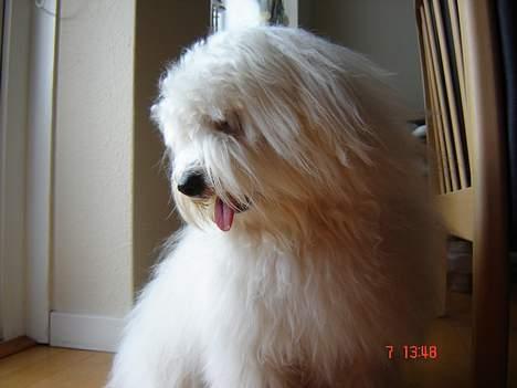 Coton de tulear Bobby  billede 1